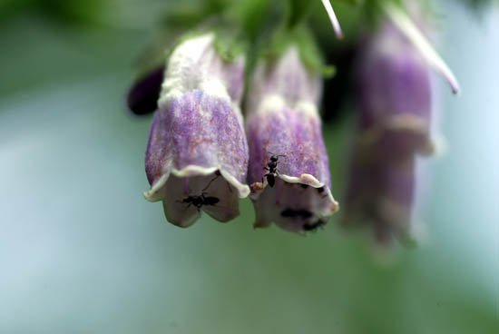 IMGP3181_small.jpg