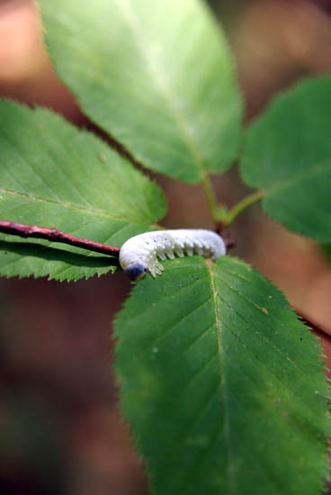 IMGP3451_small.jpg