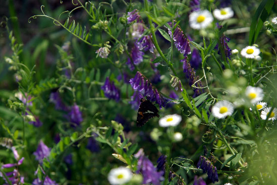 IMGP4475_small.jpg