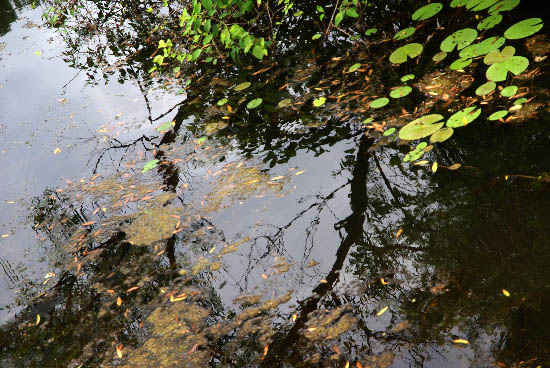 IMGP5891_small.jpg