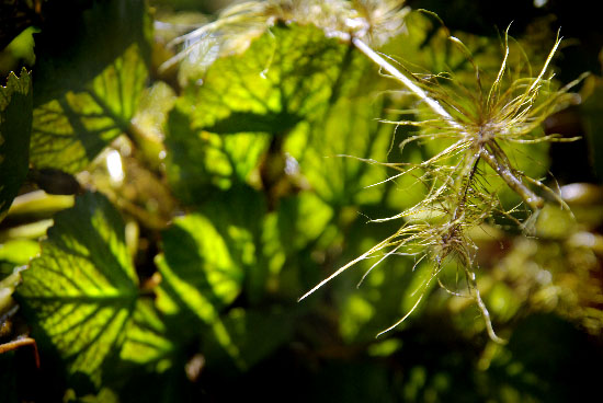 IMGP6237_edit_small.jpg