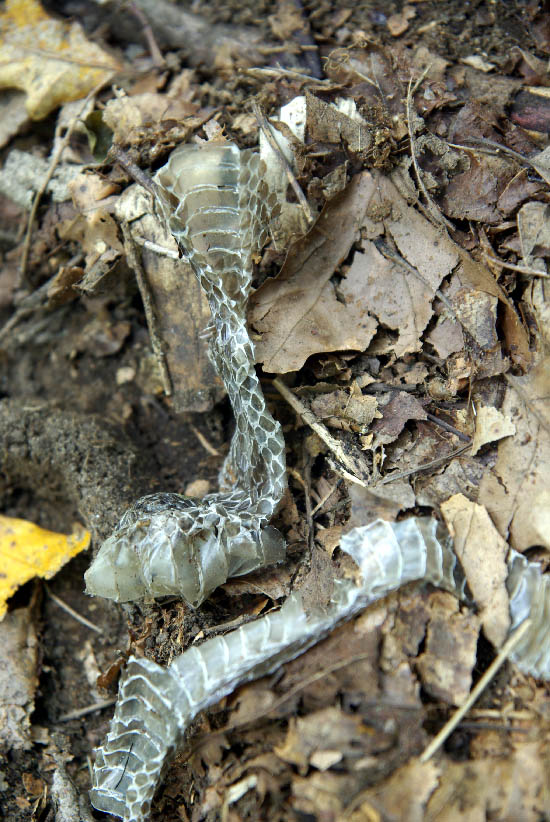 IMGP8848_small.jpg