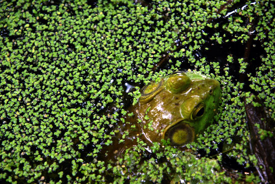 IMGP8855_small.jpg