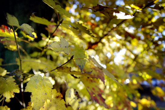 IMGP1816_edit_small.jpg