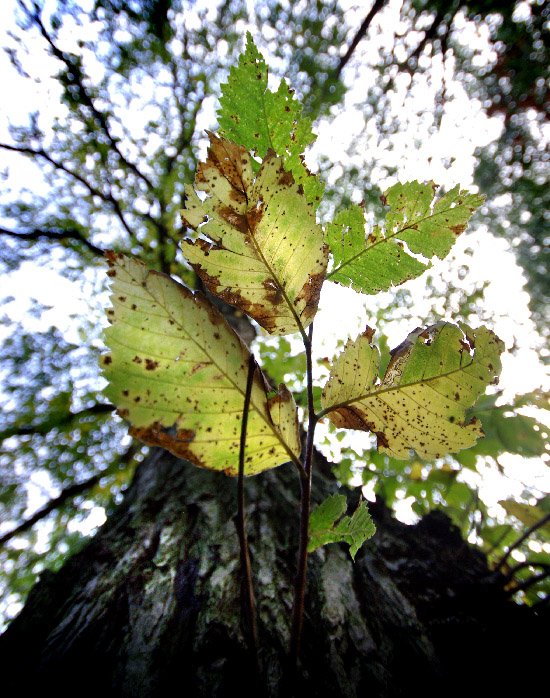 IMGP8398_small.jpg
