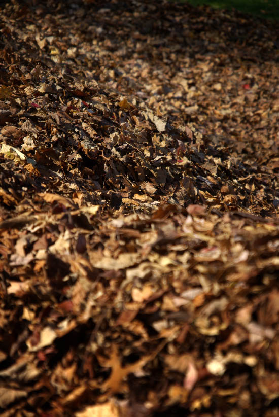 autumn