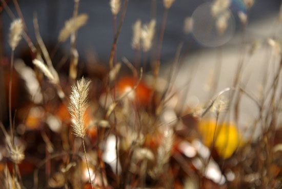 autumn