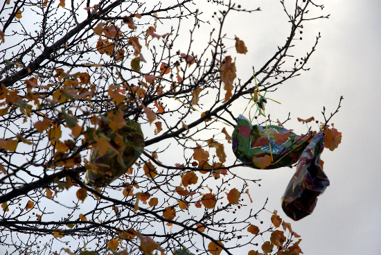 autumn