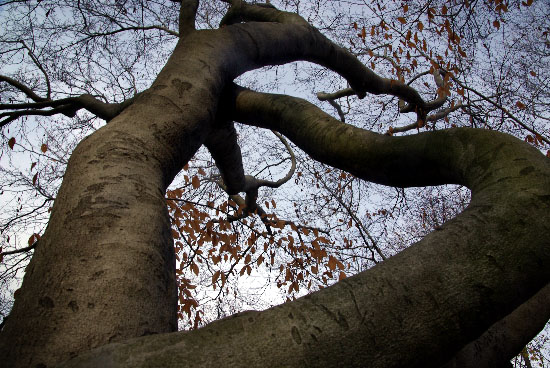 autumn