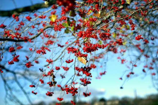 autumn