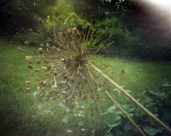 yard2_small