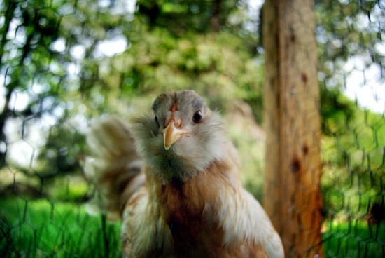 chicken