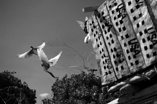 ianm8360_bw_small