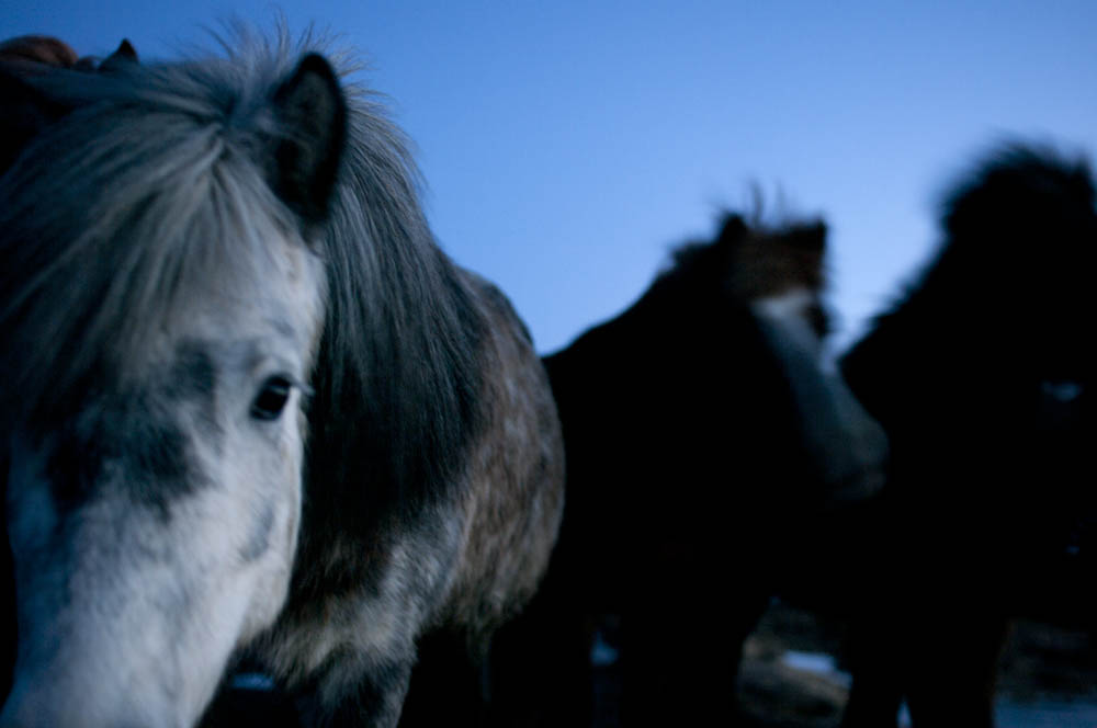 Icelandic Pony