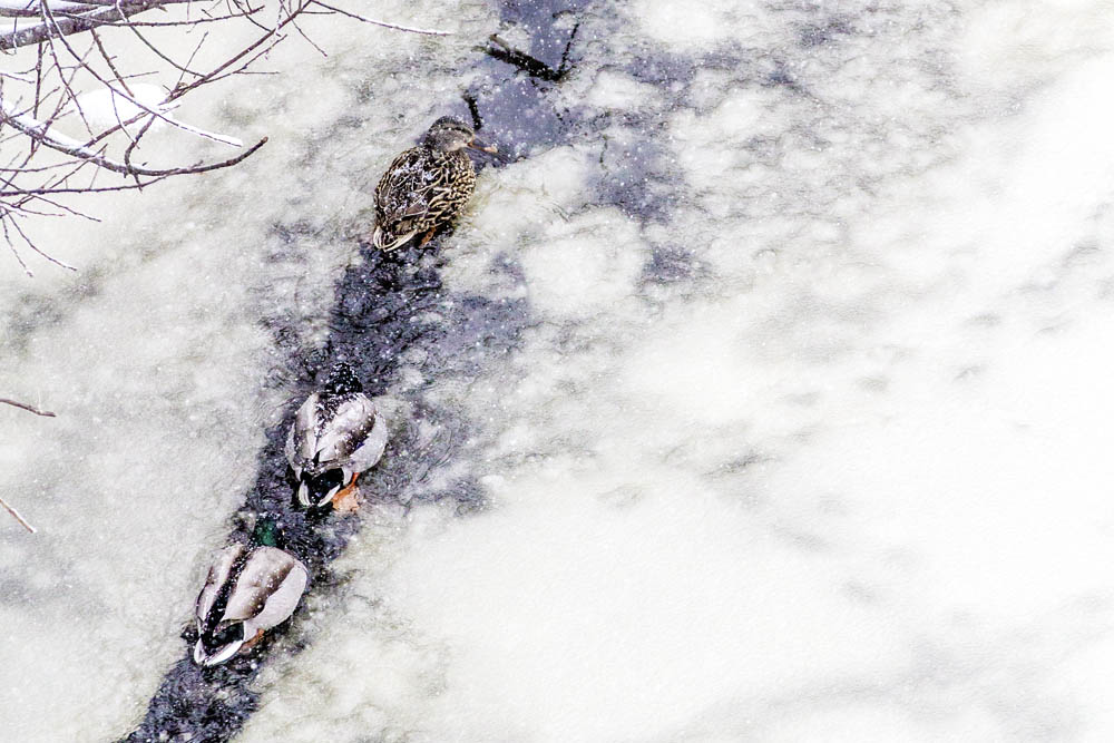 Geese in the Charles River, Boston Snowpocalypse Nemo