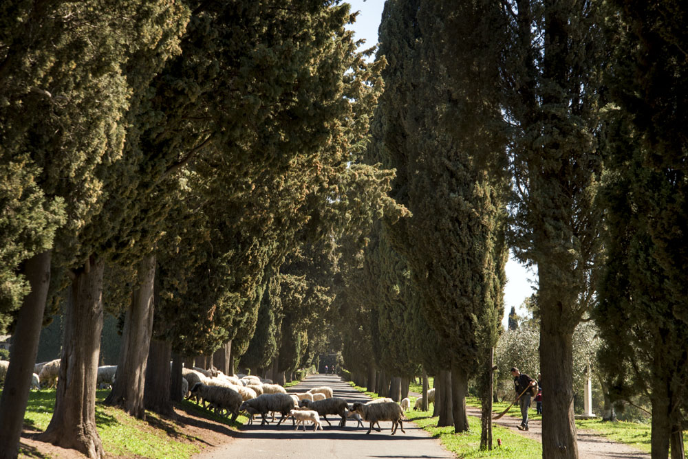 Roman Sheep